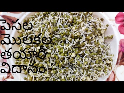 మొలకల తయారీ విదానం/sprouts preparation in Telugu