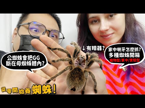 【從零開始養】寵物蜘蛛!公蜘蛛會把GG斷在母體內?家有喇牙怎麼辦?打爆會跑出小蜘蛛?多種蜘蛛開箱?(寵物型/實驗型/家中蜘蛛)開箱!蜘蛛絲是金色?可用於什麼用途?【許伯簡芝】