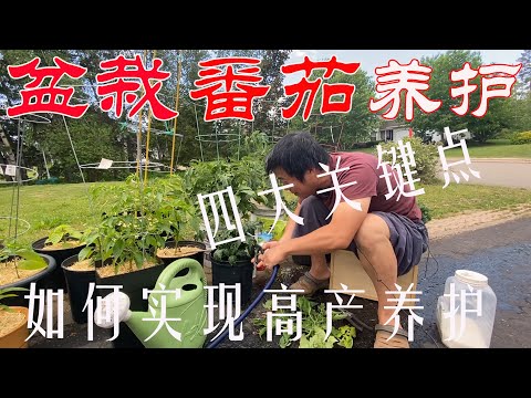 【渔耕笔记】种番茄 | 定生型西红柿盆栽养护四大关键点 大桶 阳台 种番茄