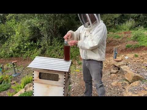 Beginner Beekeeping Q&A ��