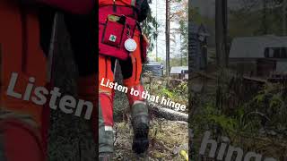 Felling a spruce in tight space / Kuivuneen kuusen kaato ahtaassa paikassa