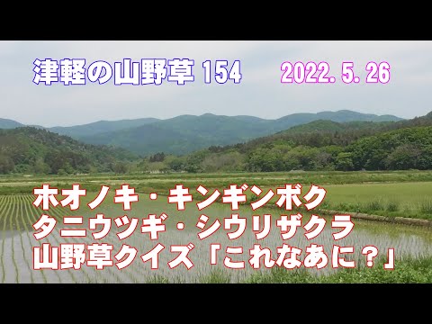 津軽の山野草154(ﾎｵﾉｷ・ｷﾝｷﾞﾝﾎﾞｸ・ﾀﾆｳﾂｷﾞ・ｼｳﾘｻﾞｸﾗ・山野草ｸｲｽﾞ)