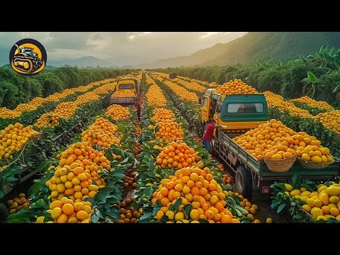 How Mangos Reach Its Sweetness To Be The Best Fruit - Agriculture with Grand Machine