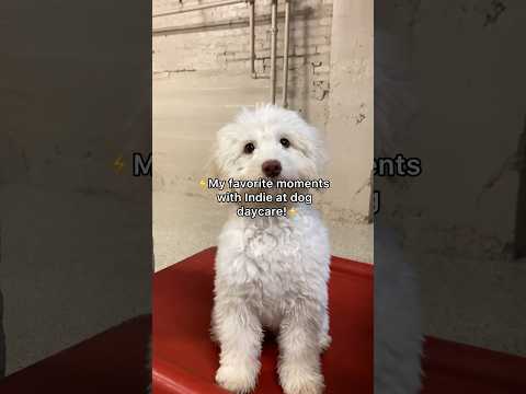 My favorite moments with Indie at dog daycare! #dogshorts #dogs #doglover #goldendoodle