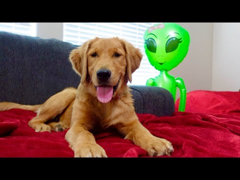 Puppy vs Annoying Alien!