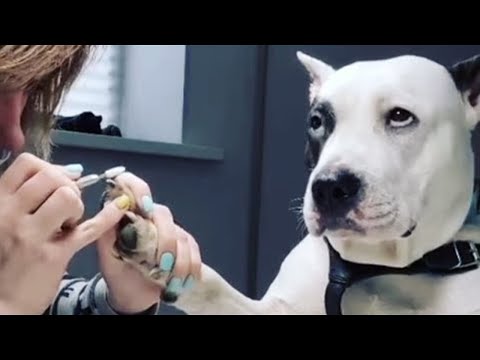 Los mejores videos divertidos de PERROS de 2024 😬