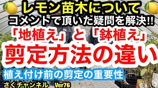 【レモン苗木　地植えと鉢植えの違い】視聴者からの質問コメントがあったので紹介します。地植えでも剪定してから植え付けるべきか⁉!Ver76【カーメン君】【レモン】【地植え】