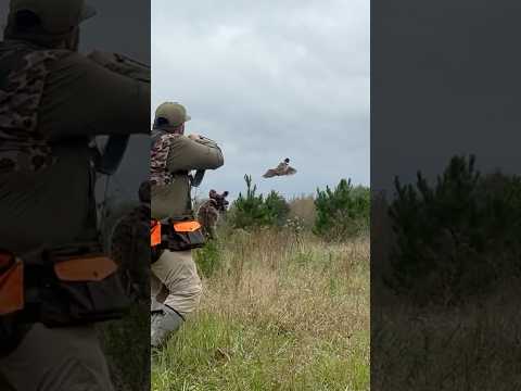 Thrilling pheasant flush over hunting wirehaired pointing griffon: WE ALMOST MISSED!!!