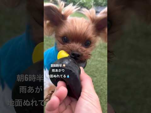 朝6時半🕰️雨あがりで地面べちょべちょ💧2日ぶりだぜ🐶💕