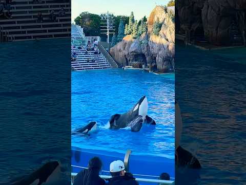 🐳 Orca Encounter | SeaWorld San Diego #shorts