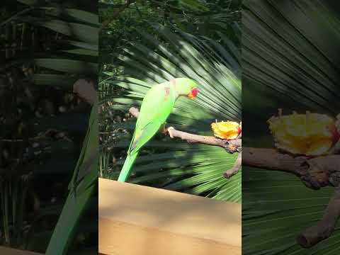 Rose-ringed parakeet #nature #wildlife #shortvideo