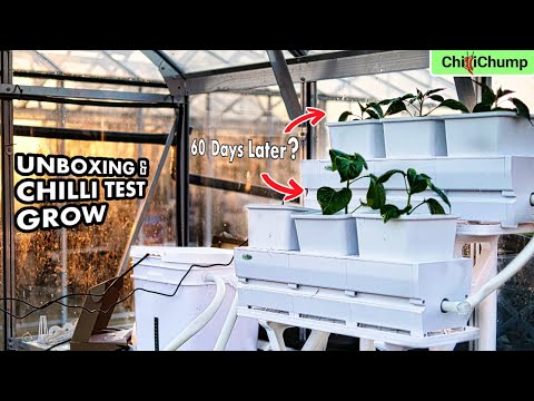 60 Day Chilli 🌶️ Grow 🌱 -  LetPot MP1 Hydroponics 💦System