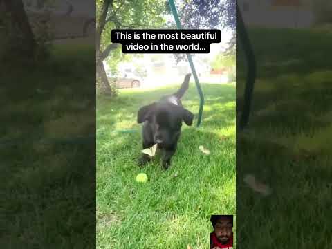 Funny dogs video #puppy #cuteanimal #pets #trending #cutepet #viralvideo