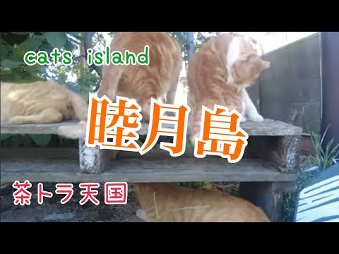 人気のまとめシリーズ　茶トラ学校は楽しいな【睦月島】【２０２４夏休み】【猫島巡り】