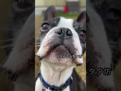 #ボストンテリア #bostonterrier #dog #dogshorts #doglife #犬 #犬動画