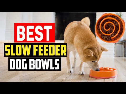 ✅ Top 5 Best Slow Feeder Dog Bowls in 2023