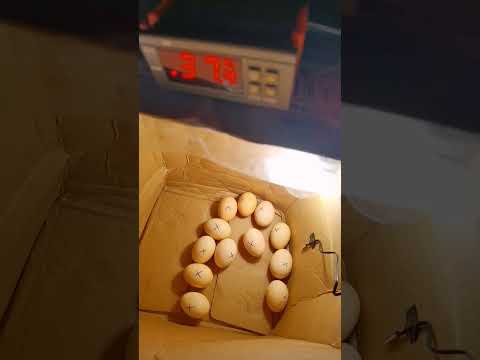 homemade incubator #chicken #incubator