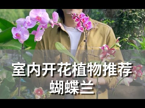 215 【室内开花植物推荐 蝴蝶兰】有封面2