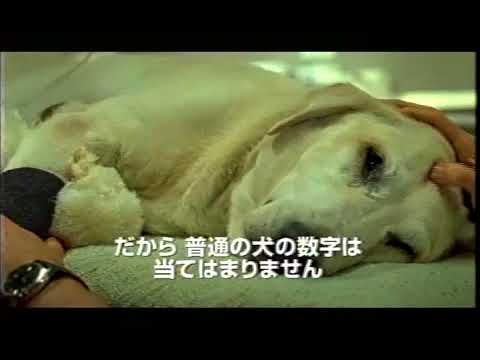 映画『マーリー 世界一おバカな犬が教えてくれたこと』予告