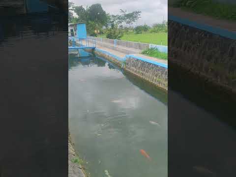 sumber dengan ikan koi nya #fish #koi #koifish #wisata #wisataalam