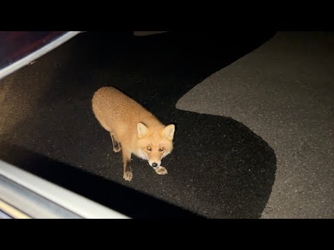 野生のキツネに囲まれて道を塞がれました