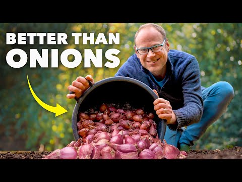 Shallot Growing Masterclass: Better than Onions