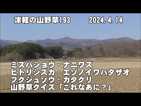 津軽の山野草193(ﾐｽﾞﾊﾞｼｮｳ、ﾅﾆﾜｽﾞ、ﾋﾄﾘｼｽﾞｶ、ｴｿﾞﾉｲﾜﾊﾀｻﾞｵ、ﾌｸｼﾞｭｿｳ、ｶﾀｸﾘ、山野草ｸｲｽﾞ)