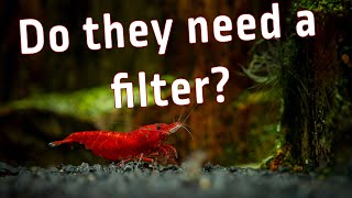 Do Red Cherry Shrimp Really Need a Filter? 🦐Find Out!