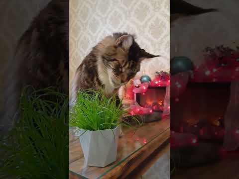 Травяной Кот🐈Витамины Ежедневно к Подаче Обязательно! 💯🌲🐈#подпишись #кот #коты #кошка #кошки #шортс