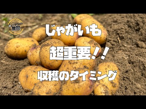 【じゃがいも】収穫・試しぼり　これだけで味が変わる！？【農家の家庭菜園】