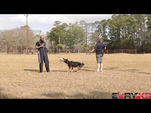 Protection Dogs| Is Bigger Better? | What Is Prey Drive?