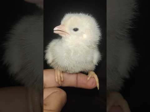 Wow healthy chick - Rainbow hen baby  #hen #birds #cute #chicks #trending