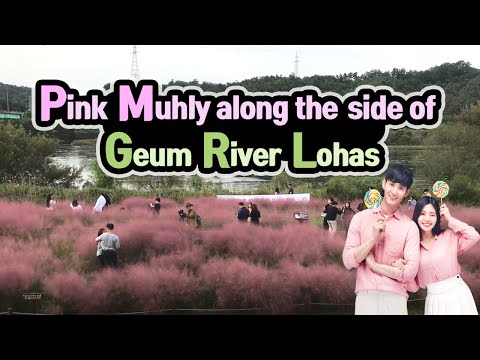 Pink Muhly along the side of Geum River Lohas Park