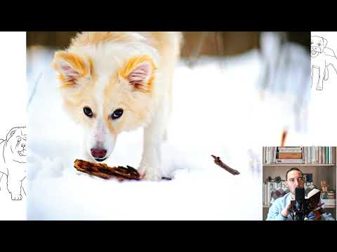 Icelandic Sheepdog. Pros and Cons, Price, How to choose, Facts, Care, History