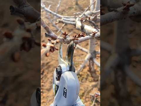 Cherry Tree Pruning Techniques #farming #agriculture