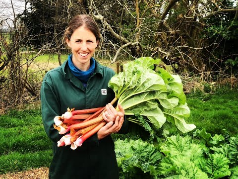 Rhubarb jam - from plot to jar