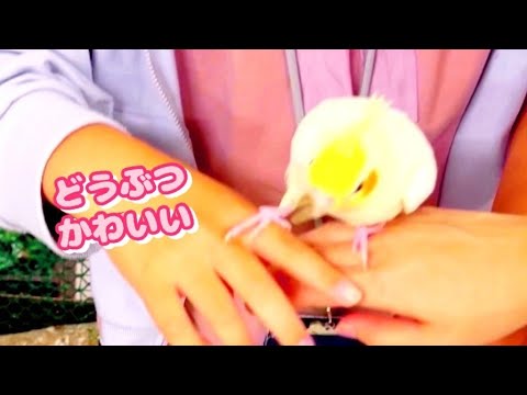 【ふれあい動物園】インコが手に乗ってくれた🦜