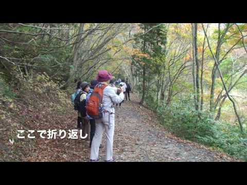 紅葉ウオークin鏡野町　　　森林公園