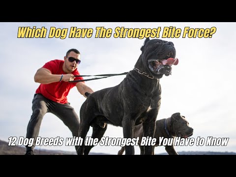 ❗12 Dog Breeds with the Strongest Bite ❌ Which Dog Have The Strongest Bite Force ⛔