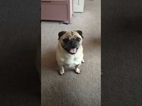 funny misunderstanding. adorable chubby pug #funnymistakes #adorable #missunderstanding #subscribe