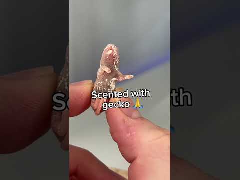 4 months no food (Francine update) #snake