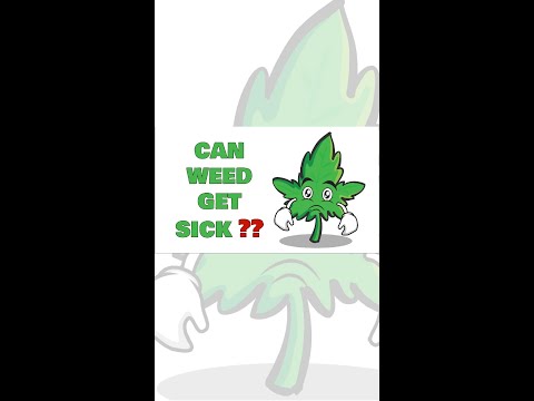 Can Weed Get Sick?