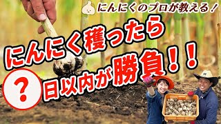 有機栽培のプロが教える！ニンニク収穫から乾燥まで【根切り・茎切り】