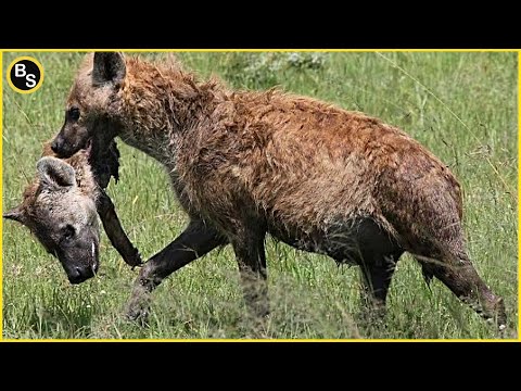 Horrible Moments When Hyena Eating Hyena !!