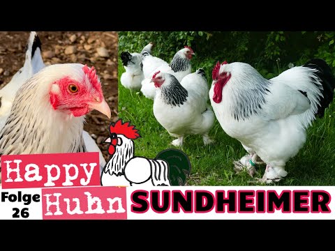 Sundheimer: Perfekte Zweinutzungshühner! Rasseportrait mit Zwerg-Sundheimer Hühnern HAPY HUHN E26