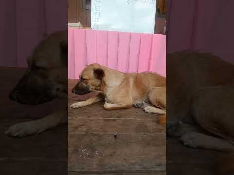 A khla it sleeping #dogismylife #straydoglove #strayanimals #labrador #straydogslife #straydogs