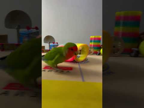 Bird Training : Smart lovebird Parrot | Smart Little Cute Parrot #training #smartparrot #cute