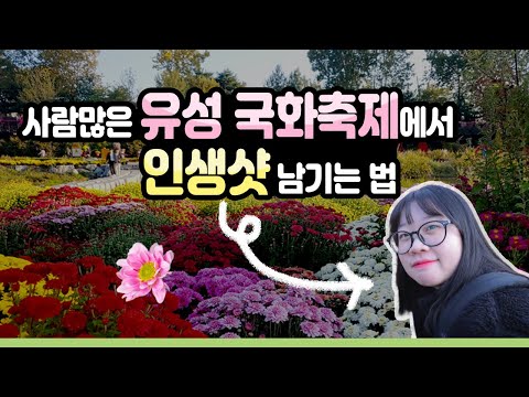 사람많은 유성 국화축제에서 인생샷 남기는 법!