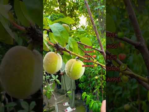 #apple 🍏 #fruit #plants #viral #trending #pakistan #india #nursery #garden #gardening #mango #uae