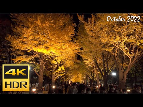 [4K HDR] 札幌駅から北大イチョウ並木(金葉祭)を散策 / Strolling around Hokkaido University Ginkgo Avenue (Hokkaido,Japan)